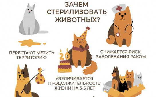 Уважаемые владельцы собак и кошек!